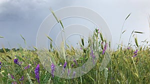 Meadow grass and wheat ears on the lawn move in gusts of wind sky turned black. Wildflowers swaying in background dark