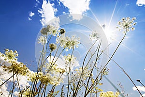 Meadow grass and white umbrella flowers against a blue sky with clouds and sun rays on a summer day