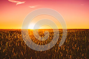 Meadow Grass In Yellow Sunlight At Later Summer Or Early Autumn