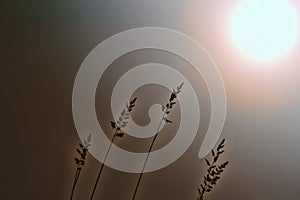 Meadow grasses drooped under weight of dew