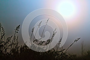 Meadow grasses drooped under weight of dew