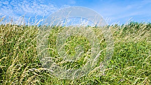 meadow grasses on field close up on Cap Gris-Nez