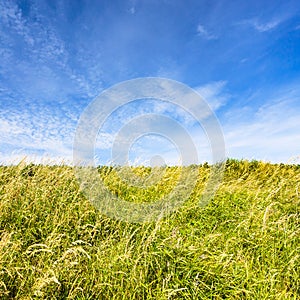 meadow grasses on field under blue sky