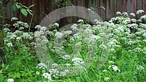 Meadow grasses sway in the wind with water drops after rain