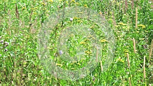 Meadow grasses sway in the wind with water drops after rain