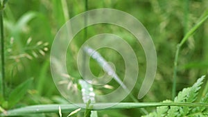 Meadow grasses sway in the wind with water drops after rain