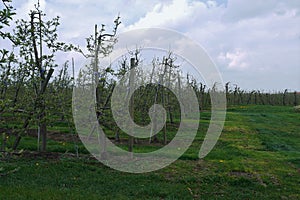 Meadow with grasses and weeds in the foreground,apple trees before flowering, tied to poles,