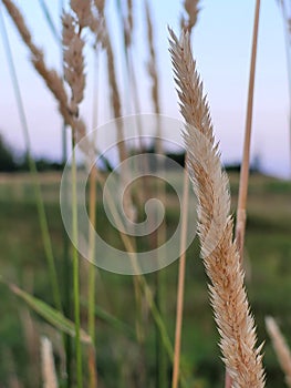 Meadow Grasses in Wilmot Township