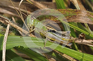 Meadow Grasshopper