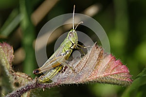 Meadow Grasshopper