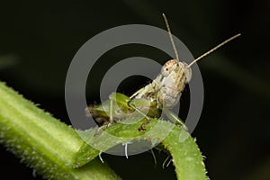 Meadow Grasshopper