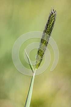 Meadow grasshopper Alopecurus pratensis