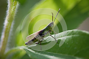 Meadow grasshopper Chorthippus parallelus