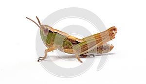 Meadow grasshopper Chorthippus parallelus