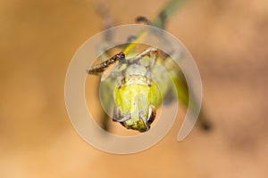 Meadow grasshopper (Chorthippus parallelus) head on