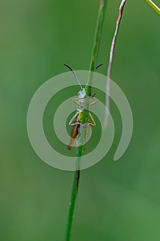 Meadow grasshopper, Chorthippus parallelus, resting on a grass stem