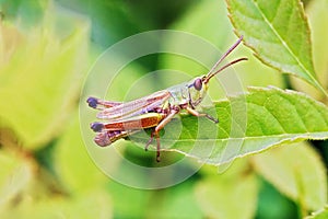 Meadow Grasshopper - Chorthippus parallelus resting on a leaf.