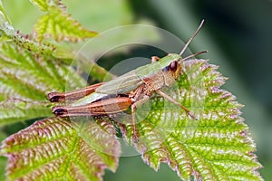 Meadow Grasshopper - Chorthippus parallelus resting on a leaf.