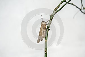 Meadow Grasshopper or Chorthippus parallelus with side view.