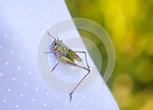 Meadow grasshopper on the cotton fabric close up