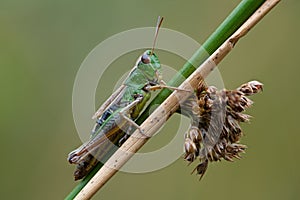 Meadow Grasshopper, Chorthippus parallelus photo