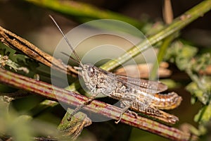 Meadow grasshopper, grasshopper