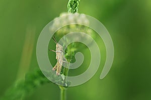 Meadow grasshopper