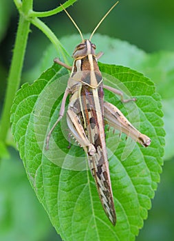 Meadow grasshopper