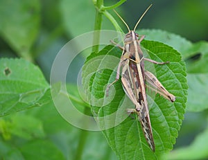 Meadow grasshopper