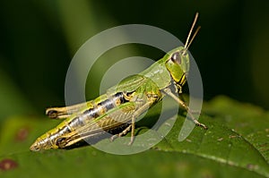 Meadow Grasshopper, Krasser, Chorthippus parallelus