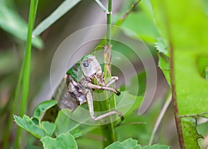 Meadow grasshopper on the plants close up