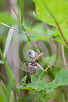 Meadow grasshopper on the plants close up