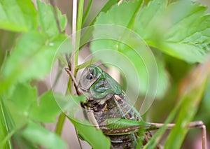 Meadow grasshopper on the plants close up