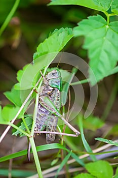 Meadow grasshopper on the plants close up