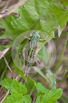 Meadow grasshopper on the plants close up