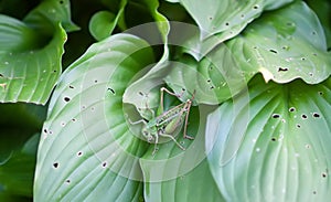 Meadow grasshopper on the plants close up