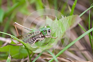 Meadow grasshopper on the plants close up