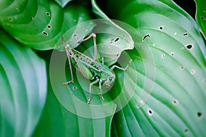 Meadow grasshopper on the plants close up