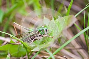 Meadow grasshopper on the plants close up