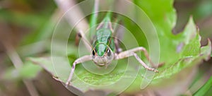 Meadow grasshopper on the plants close up