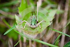 Meadow grasshopper on the plants close up