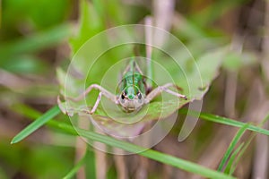 Meadow grasshopper on the plants close up