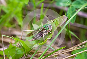 Meadow grasshopper on the plants close up