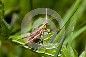 Meadow grasshopper, Pseudochorthippus parallelus