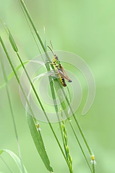 A Meadow Grasshopper (Pseudochorthippus parallelus)