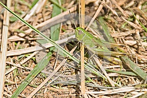 meadow grasshopper sitting on the grasg