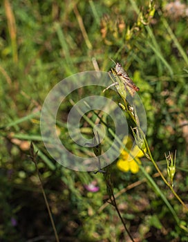 Meadow Grasshopper sitting on a twig