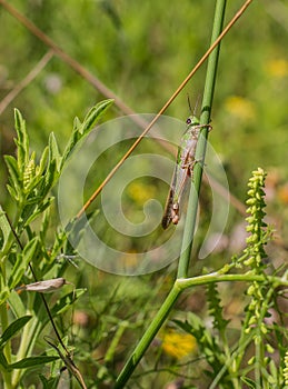 Meadow Grasshopper on a stem