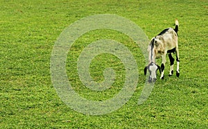 Meadow with a grazing goat