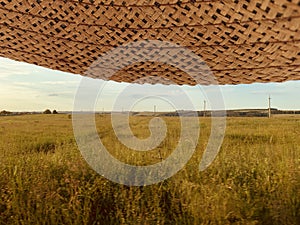 Meadow with green grass